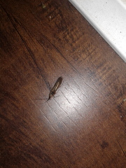 Limnephilus