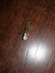 Limnephilus