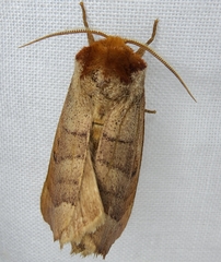 Datana major