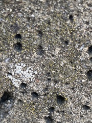 Myriolecis semipallida