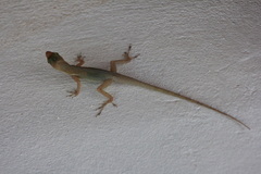 Anolis wattsii