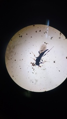 Platygastridae