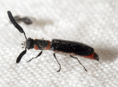 Monophylla terminata