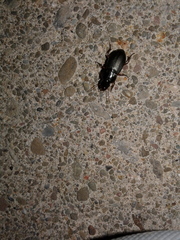 Harpalus