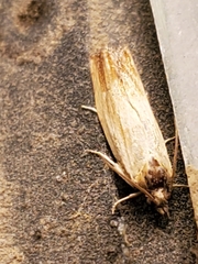 Ancylis platanana