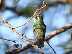 Lampornis clemenciae