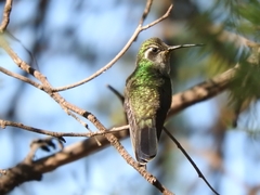 Lampornis clemenciae