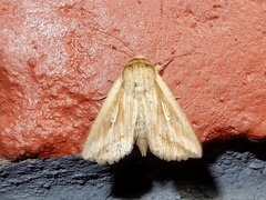 Mythimna decisissima