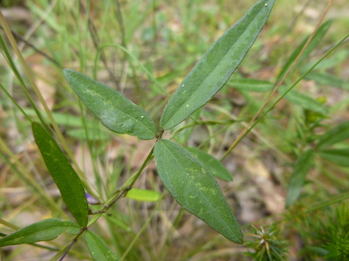Image of Glycine microphylla by (c) Kiri Bee, some rights reserved (CC BY)