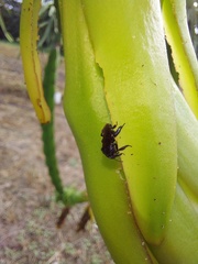 Anthophila