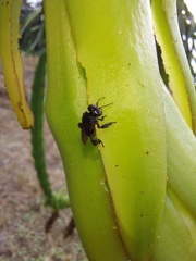 Anthophila