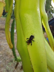 Anthophila