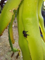 Anthophila