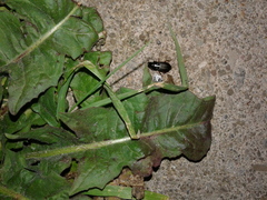 Harpalus