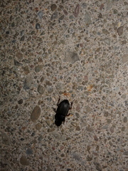 Harpalus