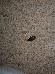 Harpalus