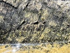 Scelimena gombakensis