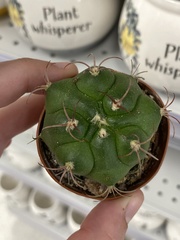 Coryphantha elephantidens