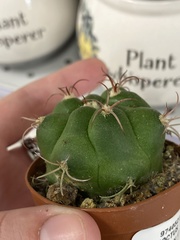 Coryphantha elephantidens