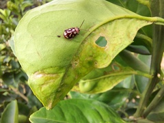 Coleoptera