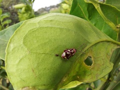 Coleoptera