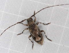 Eutrichillus canescens