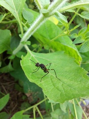 Insecta