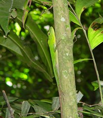 Anolis squamulatus