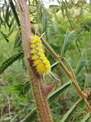 Insecta