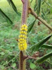 Insecta