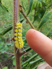 Insecta