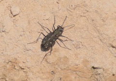 Cicindela ocellata rectilatera