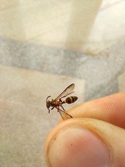 Insecta