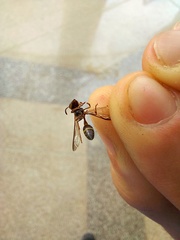 Insecta