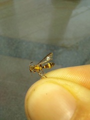 Insecta