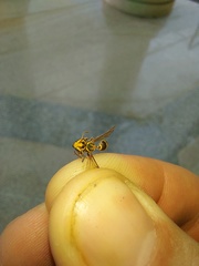 Insecta