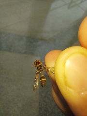 Insecta