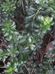 Melicytus orarius