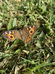 Junonia villida calybe