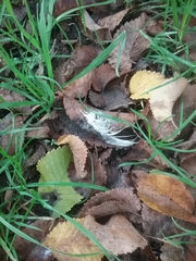Gymnorhina tibicen