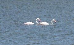 Phoenicopterus roseus