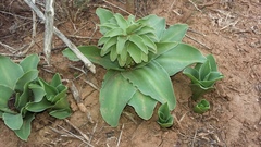 Eucomis autumnalis