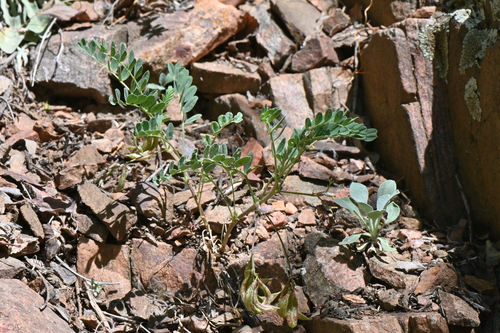 Astragalus sparsiflorus var. majusculus