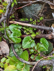 Asarum marmoratum
