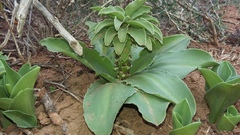 Eucomis autumnalis