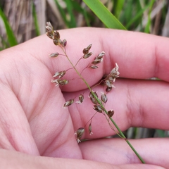 Anthoxanthum glabrum