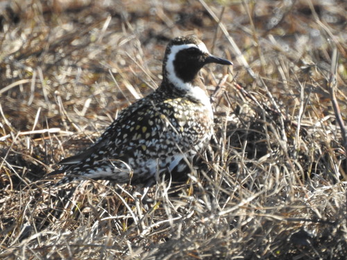 Pacific Golden-Plover