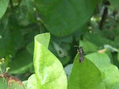 Ponerinae