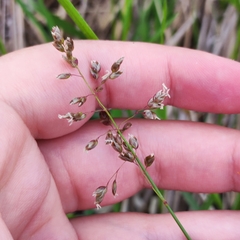 Anthoxanthum glabrum