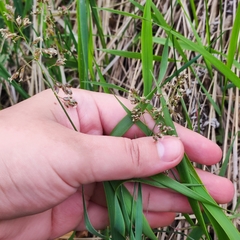 Anthoxanthum glabrum